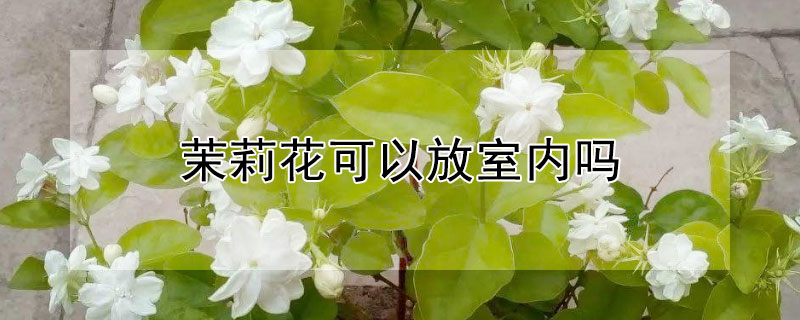 茉莉花可以放室内吗