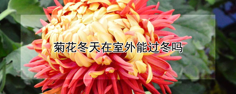 菊花冬天在室外能过冬吗