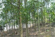 香樟