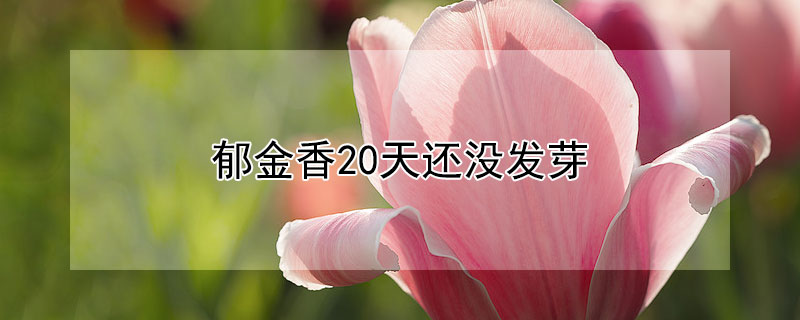 郁金香20天还没发芽