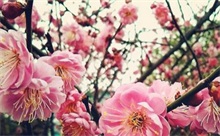 梅花