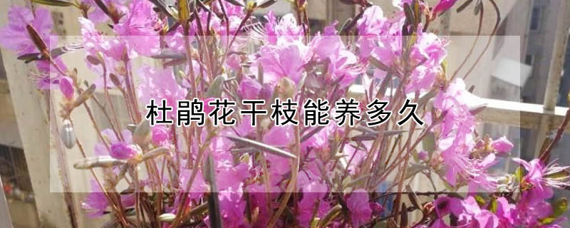 杜鹃花干枝能养多久