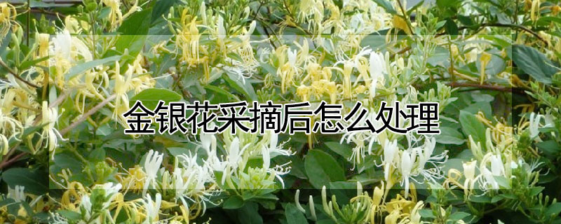 金银花采摘后怎么处理