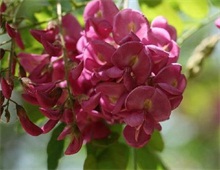 香花槐种植