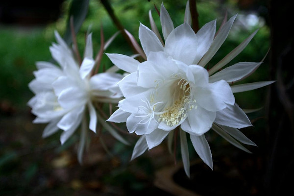 昙花如何养殖，土壤要富含腐殖质营养