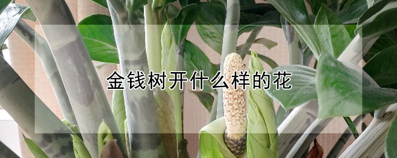 金钱树开什么样的花