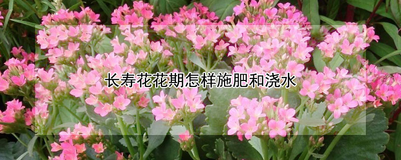 长寿花花期怎样施肥和浇水