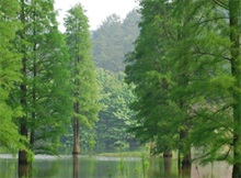 水杉