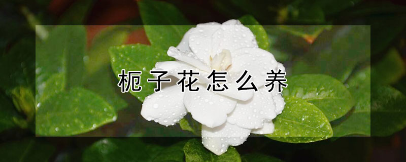 枙子花怎么养