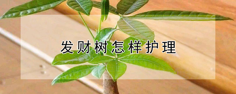 发财树怎样护理