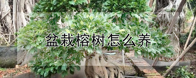 盆栽榕树怎么养