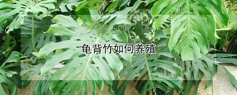 龟背竹如何养殖