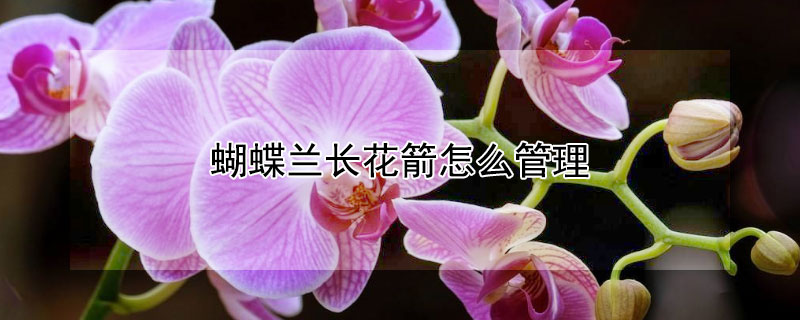 蝴蝶兰长花箭怎么管理