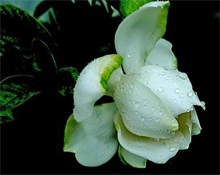 栀子花--农村创业网