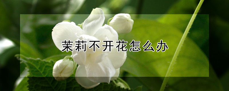 茉莉不开花怎么办