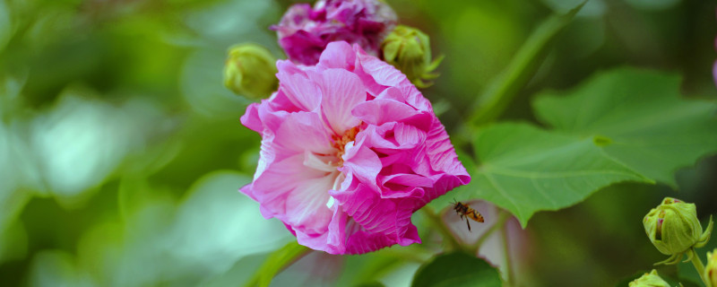 芙蓉花会结果吗