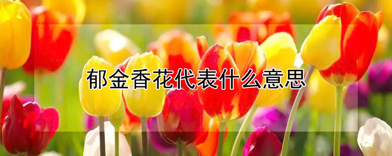 郁金香花代表什么意思