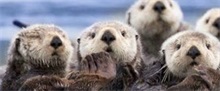 水獭