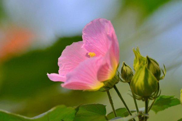 芙蓉花怎样用叶片扦插