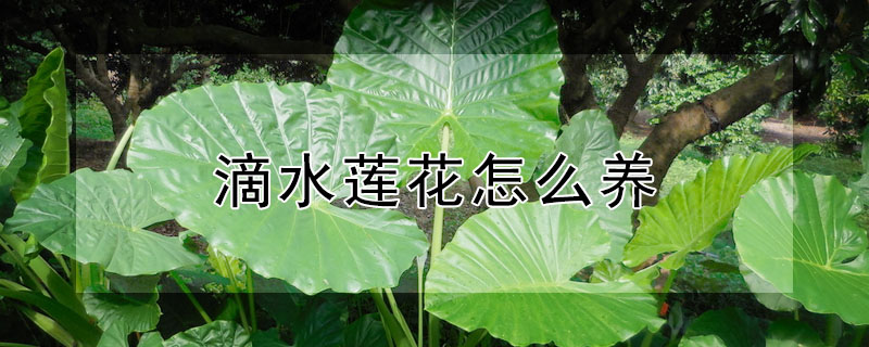 滴水莲花怎么养