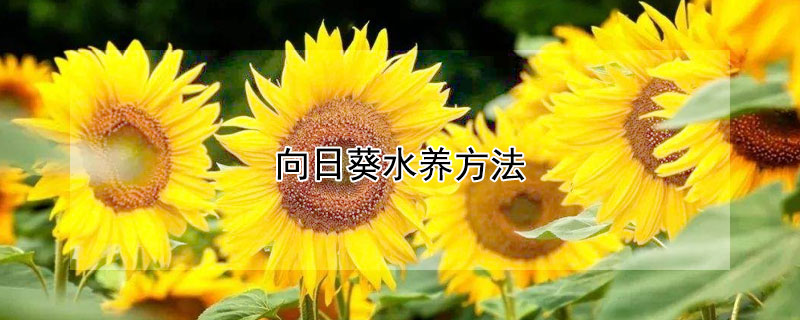 向日葵水养方法