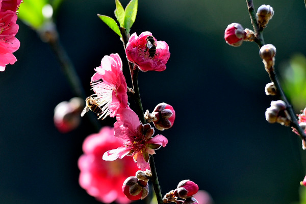 桃花品种介绍