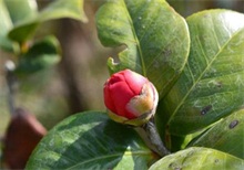 茶花多育花蕾的方法