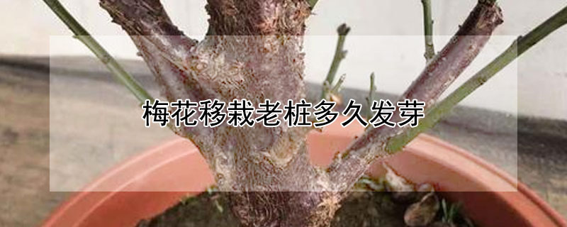 梅花移栽老桩多久发芽