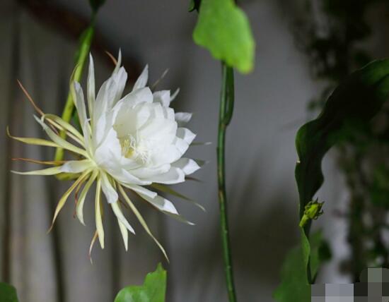 昙花的种植方法，教你最简单五个步骤(存活率高)