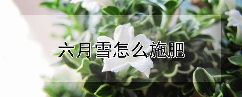 六月雪怎么施肥