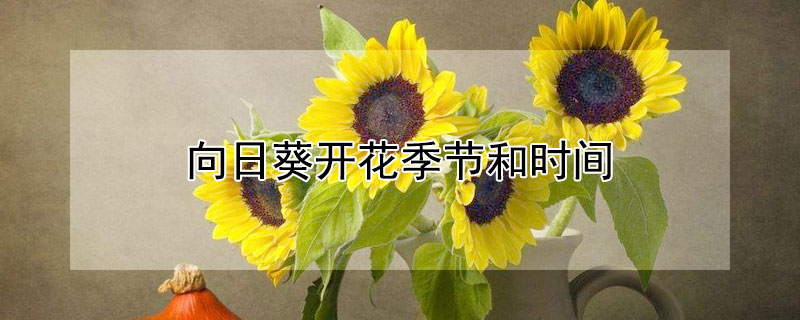 向日葵开花季节和时间