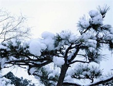 雪松