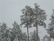 雪松