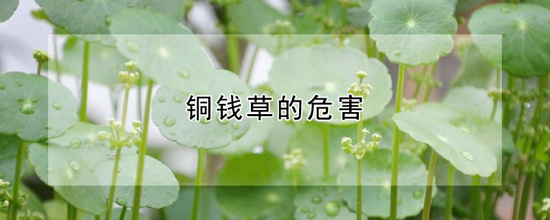 铜钱草的危害