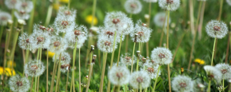 蒲公英种植条件