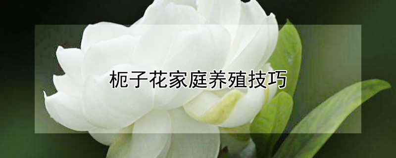 枙子花家庭养殖技巧