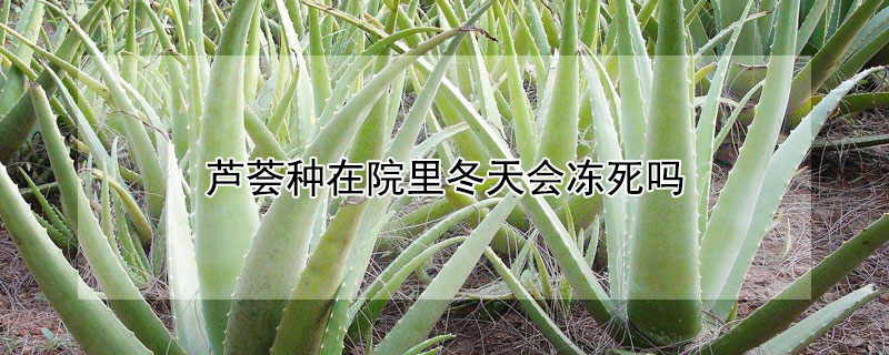 芦荟种在院里冬天会冻死吗