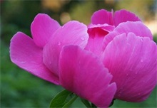 芍药