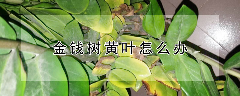 金钱树黄叶怎么办