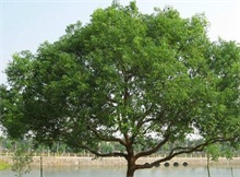 香樟树