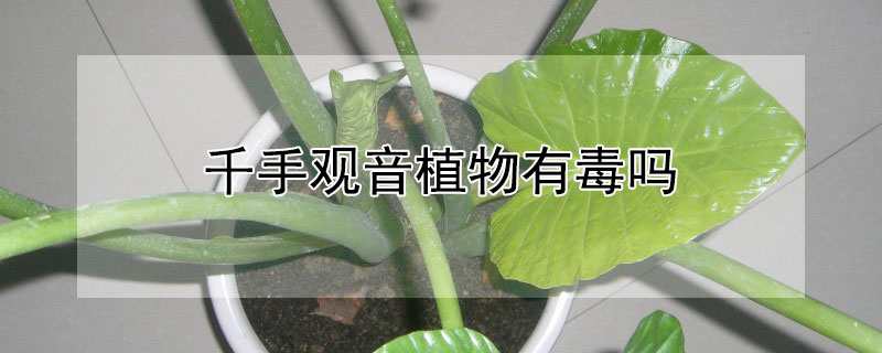 千手观音植物有毒吗