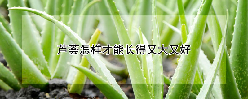 芦荟怎样才能长得又大又好