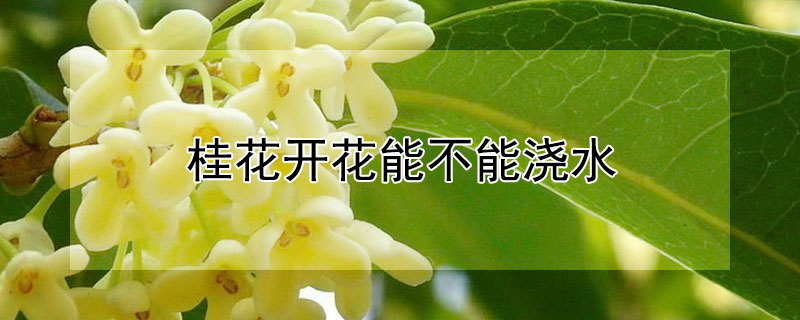 桂花开花能不能浇水