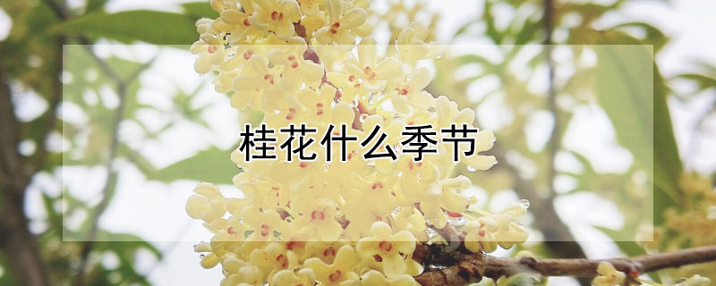 桂花什么季节