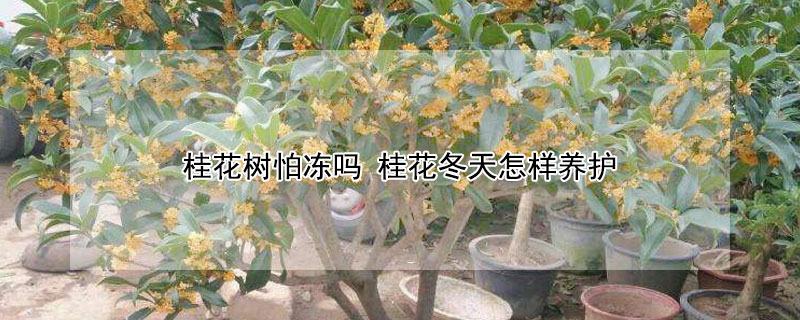 桂花树怕冻吗 桂花冬天怎样养护