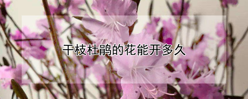 干枝杜鹃的花能开多久