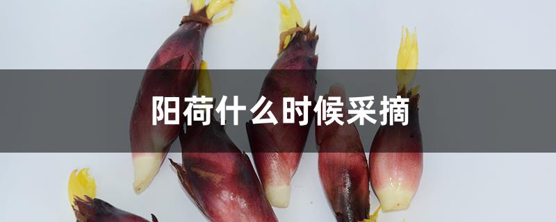 阳荷什么时候采摘