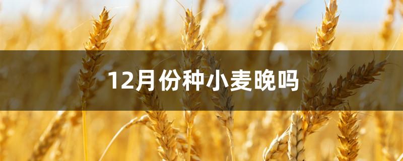 12月份种小麦晚吗