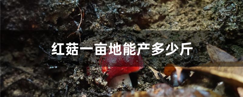 红菇一亩地能产多少斤