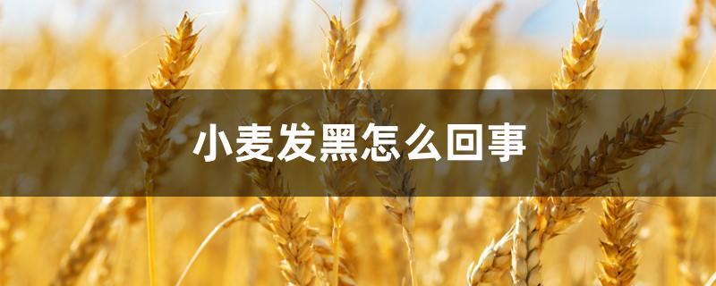 小麦发黑怎么回事